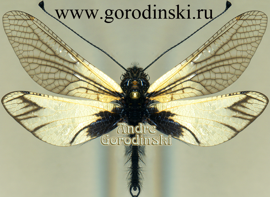 http://www.gorodinski.ru/insects/Libelloides sibiricus chinensis.jpg